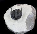 Diademaproetus Trilobite - Foum Zguid, Morocco #37497-1